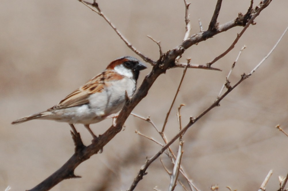 Tanzania - Passeri europei (Passer domesticus)